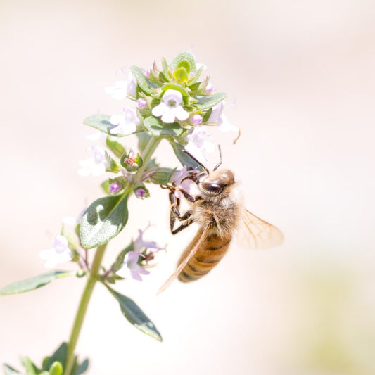 栄養豊富！蜜蜂の力はすごい！オススメ商品3選