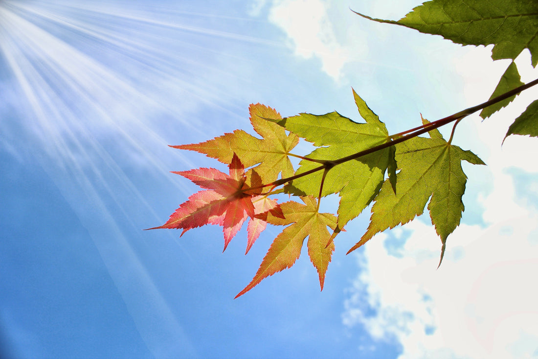 夏　残暑見舞い